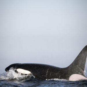 an animal swimming in the water