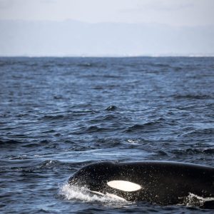 a person riding a wave on a surfboard in the water