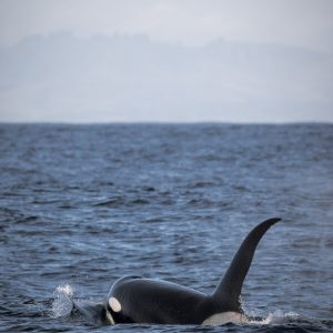 a bird swimming in water next to a body of water