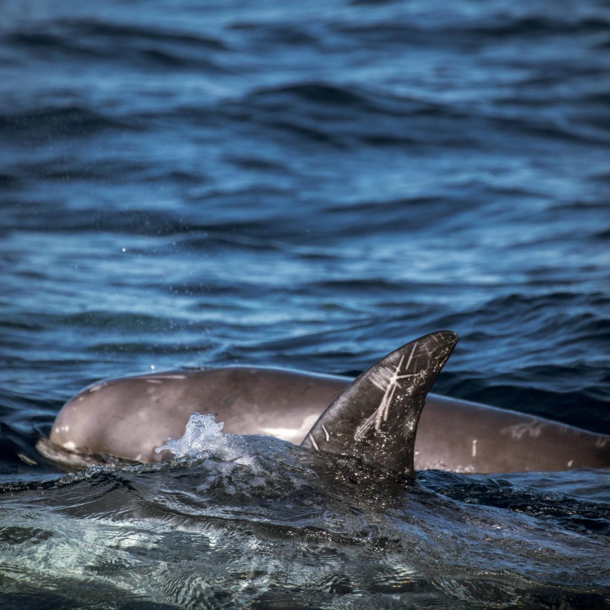 an animal swimming in the water