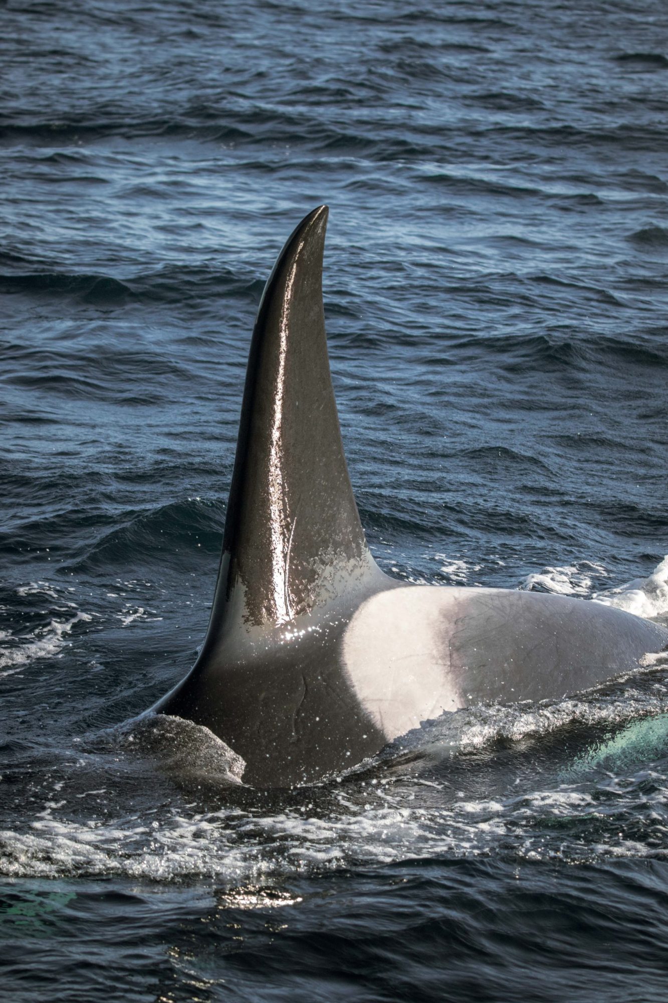 blog 30.12.19-25 an animal swimming in the water