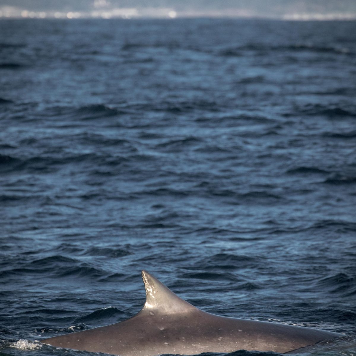 a whale jumping out of the water