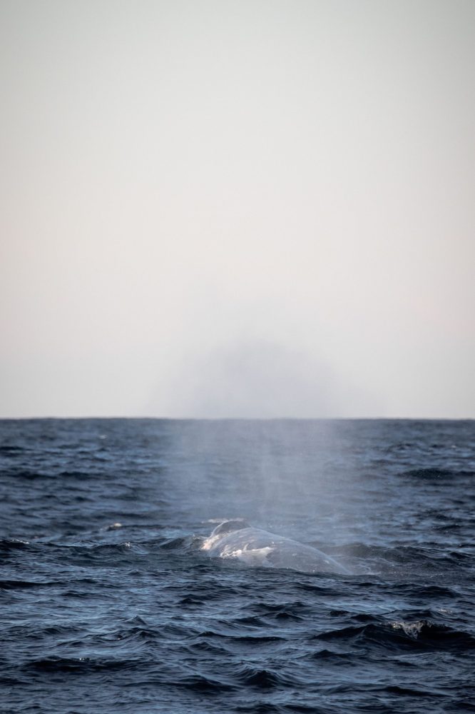 a whale jumping out of the water