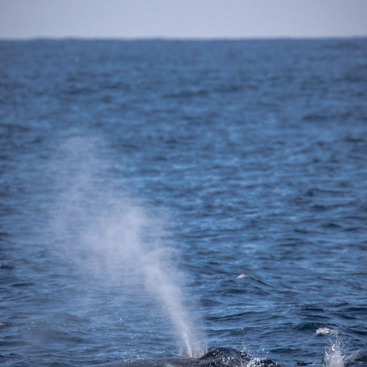 a whale jumping out of the water
