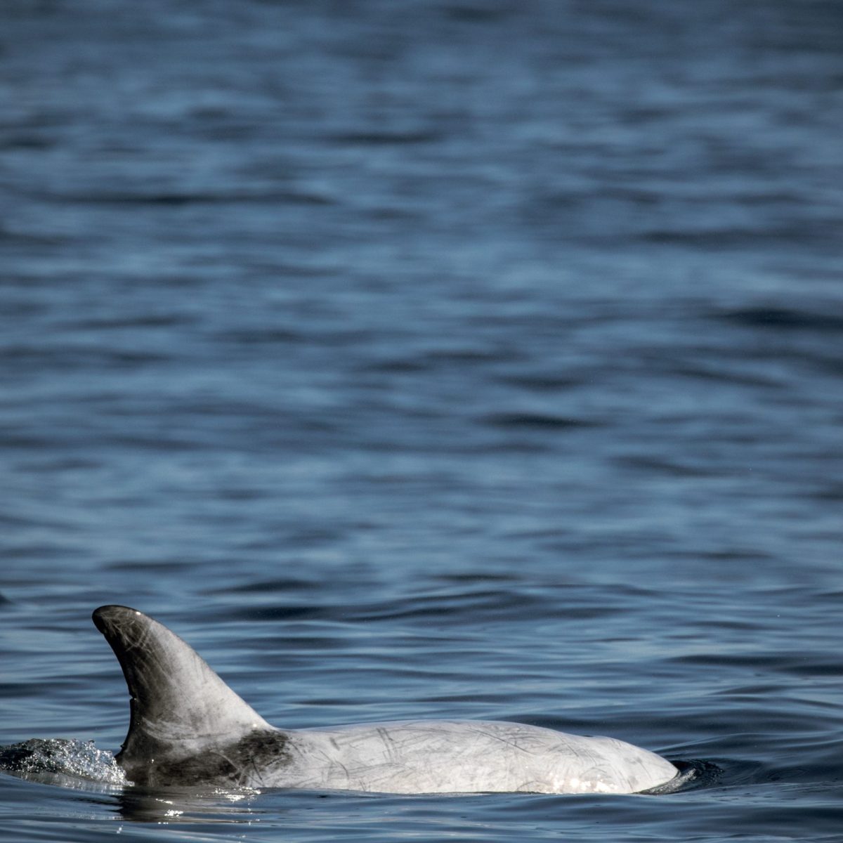 a bird swimming in water