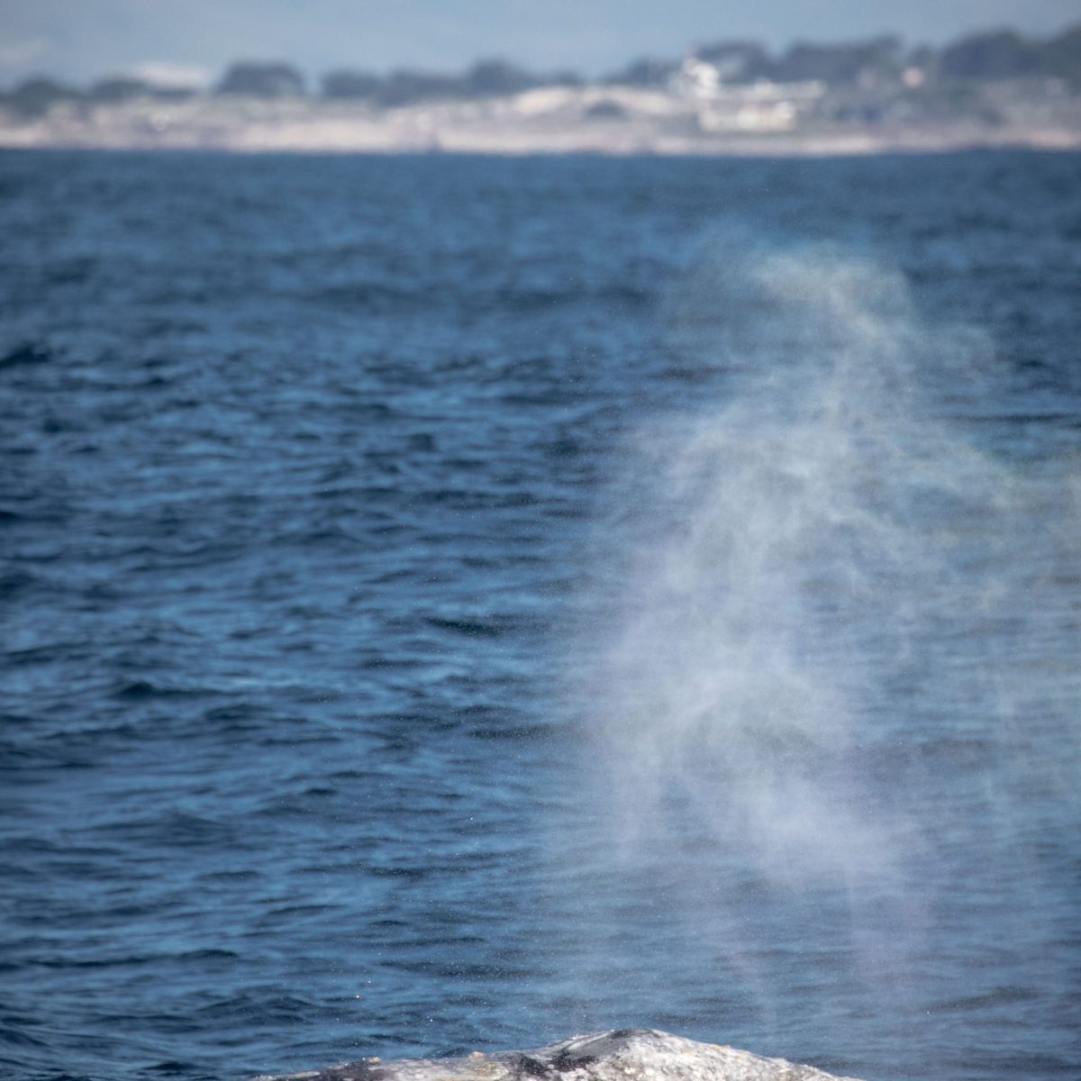 a whale jumping out of the water