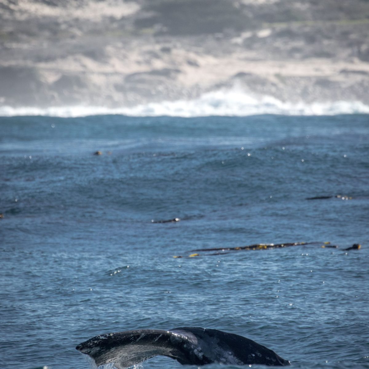 a whale jumping out of the water
