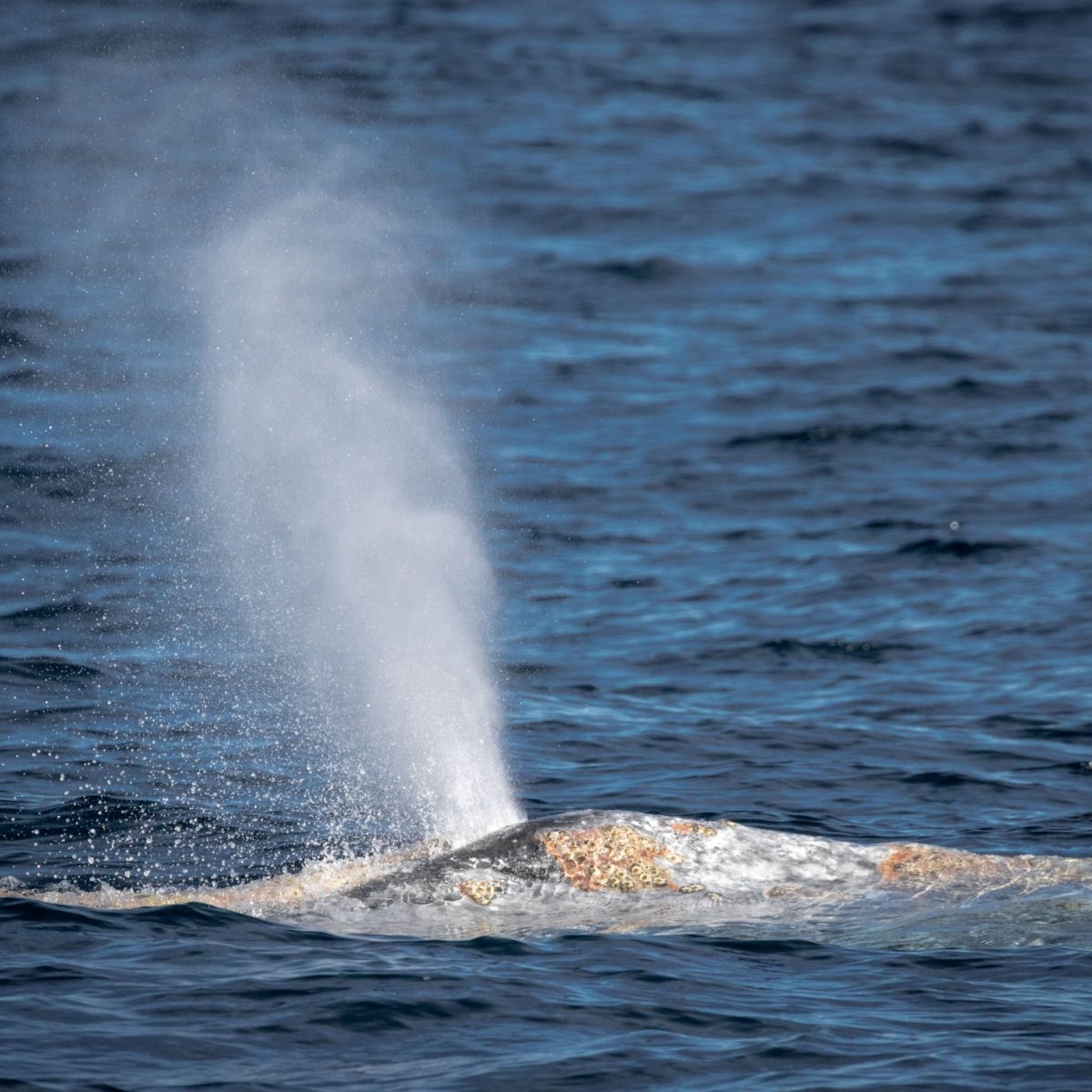 a whale jumping out of the water