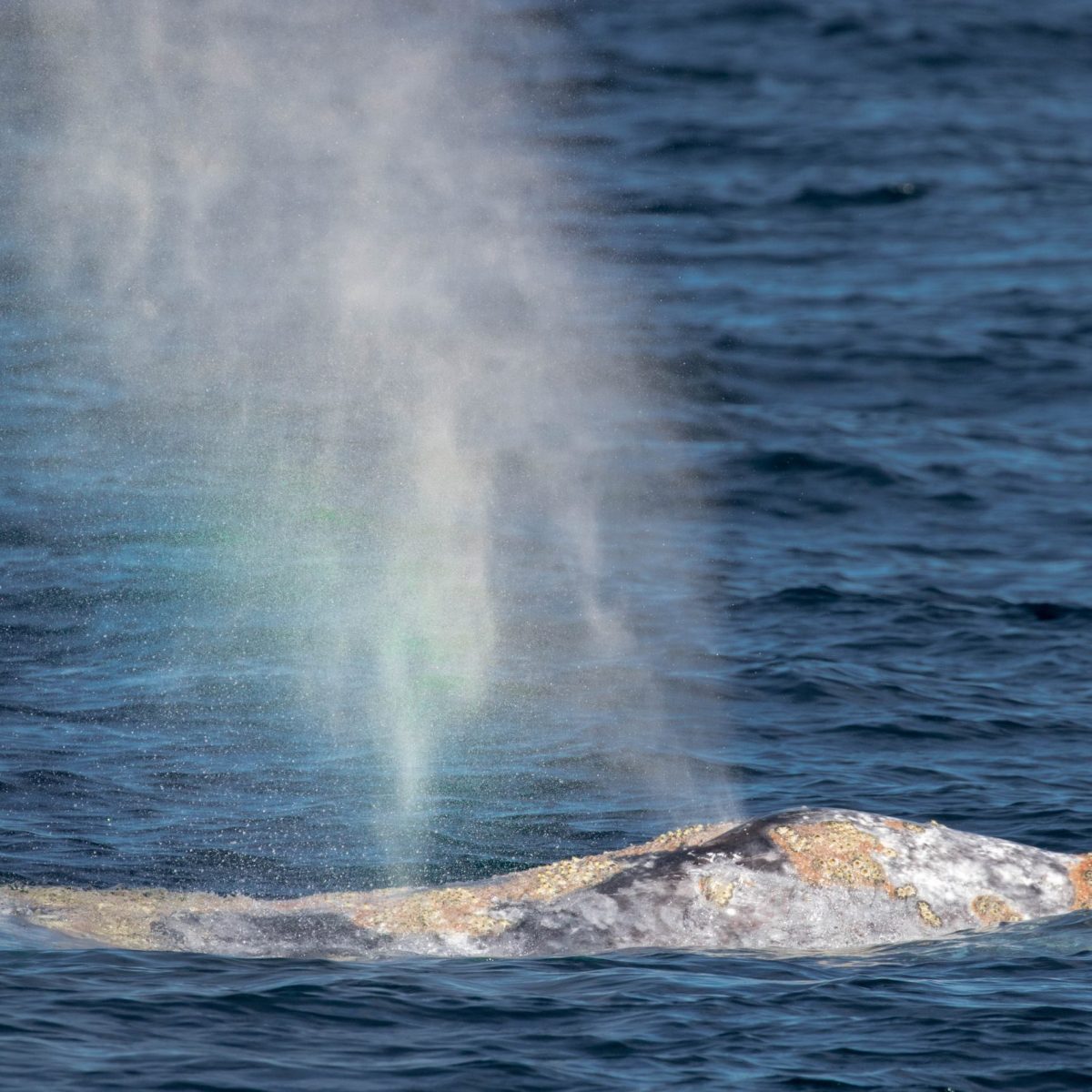 a whale jumping out of the water
