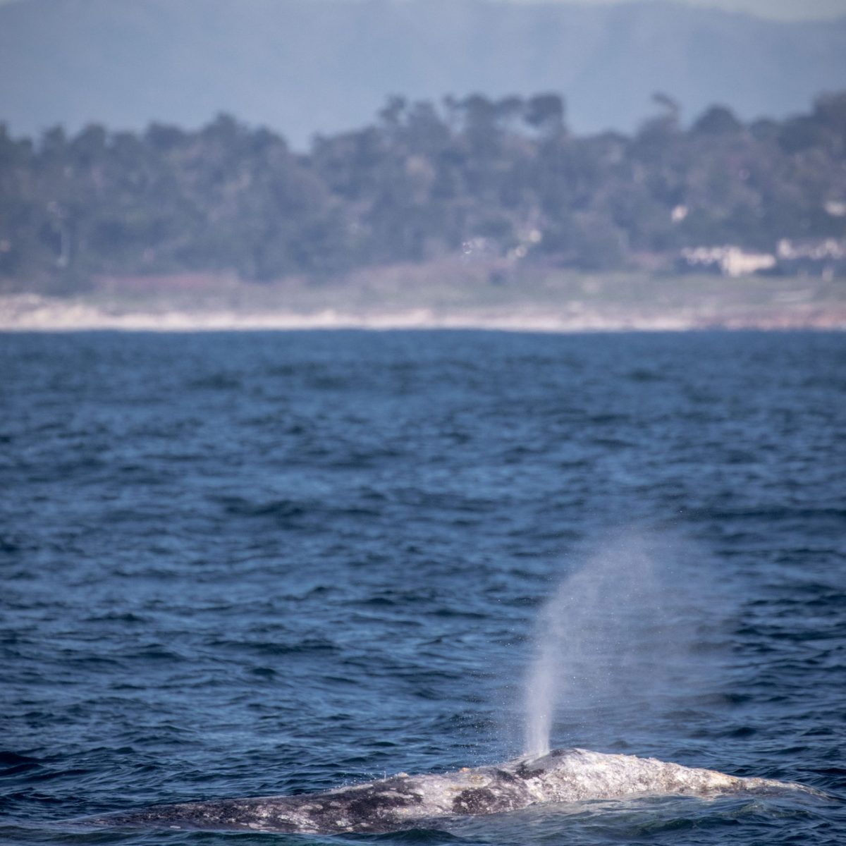 a whale jumping out of the water