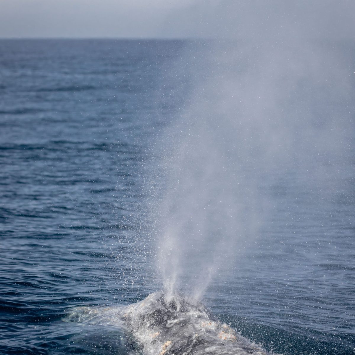 a whale jumping out of the water