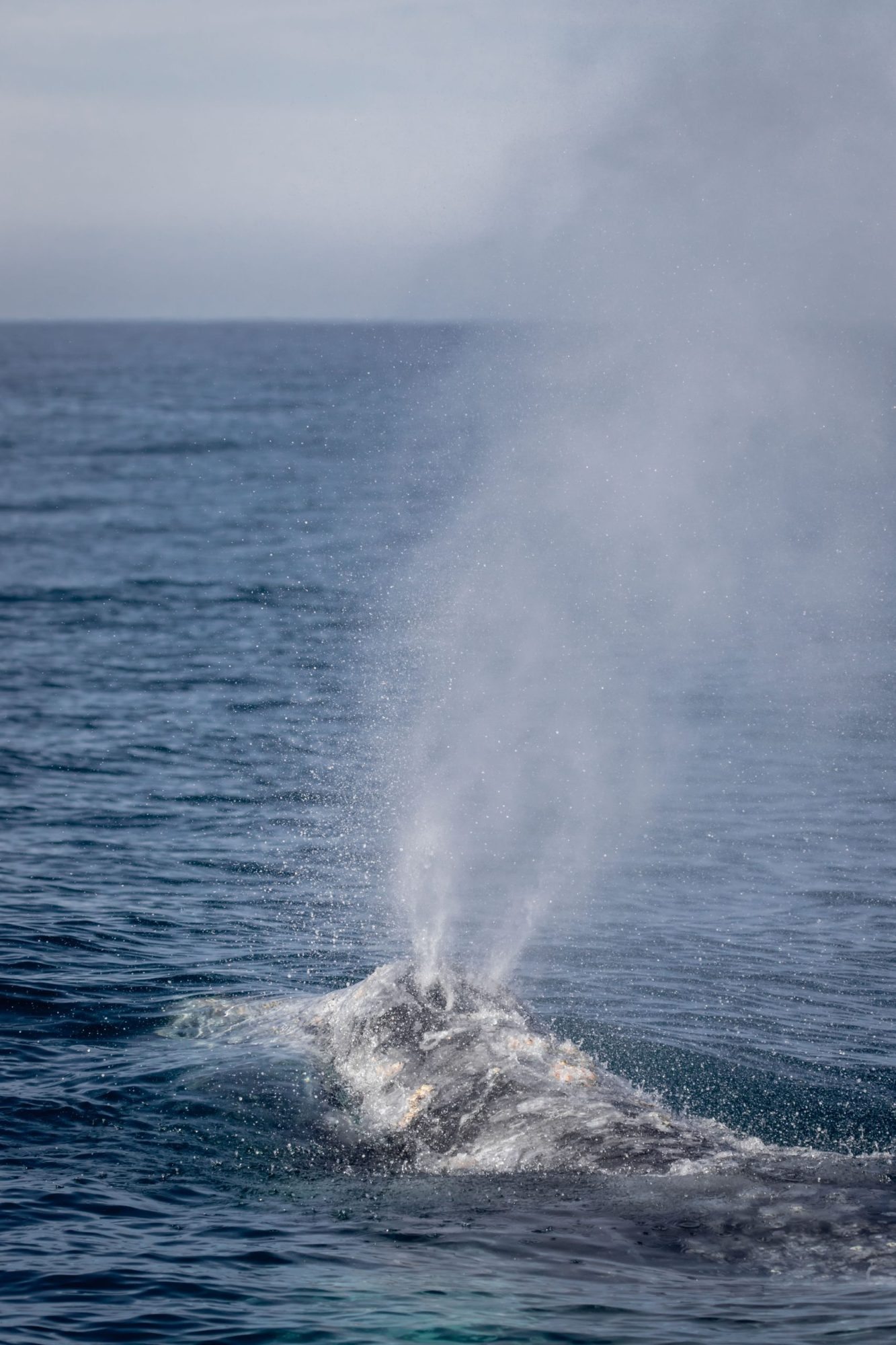 blog 1.3.20-1 a whale jumping out of the water