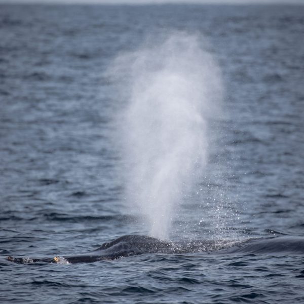 a whale jumping out of the water