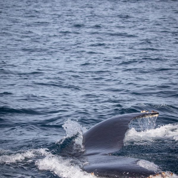 a whale jumping out of the water