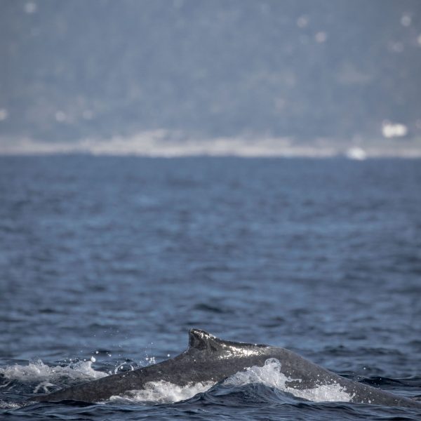 a whale jumping out of the water