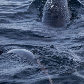 an animal swimming in the water