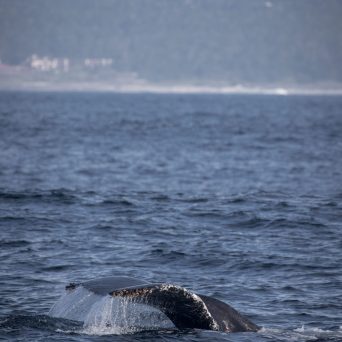 a whale jumping out of the water
