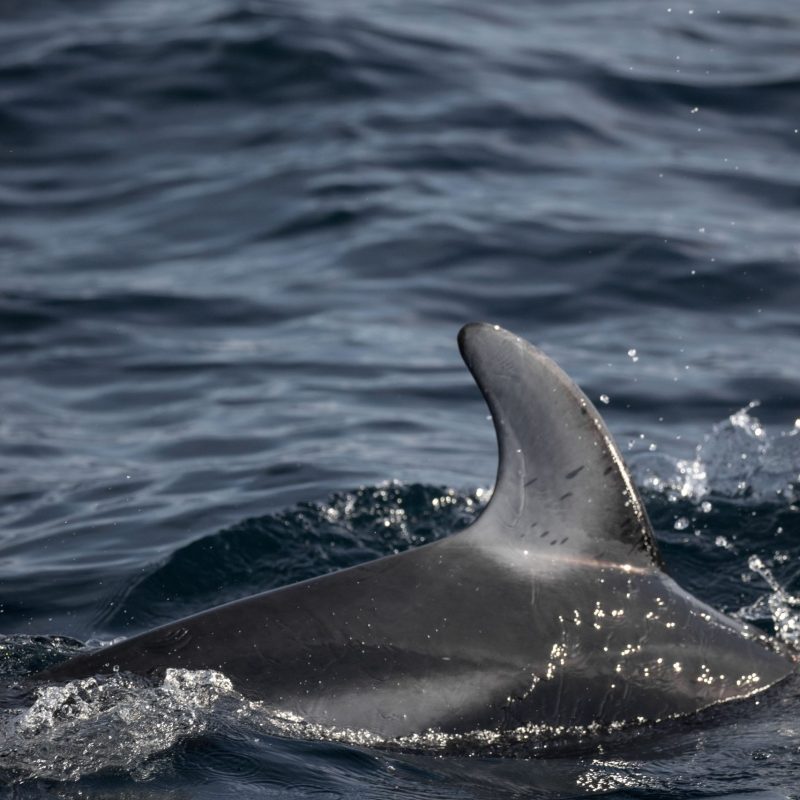 a bird swimming in water