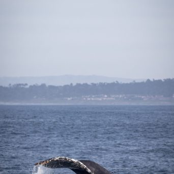 a whale jumping out of the water