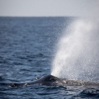 a whale jumping out of the water