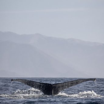 a whale jumping out of the water