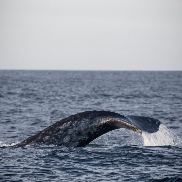 a whale jumping out of a body of water