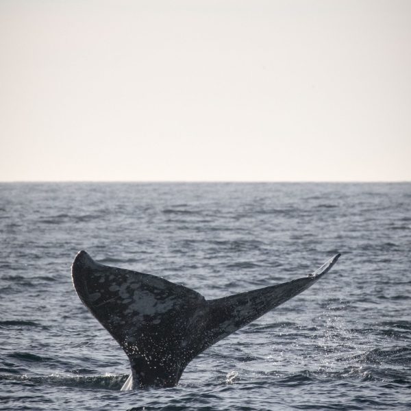 a whale jumping out of a body of water