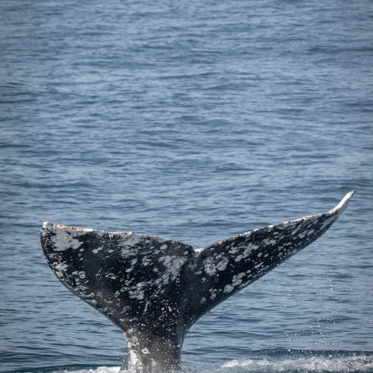 a whale jumping out of the water