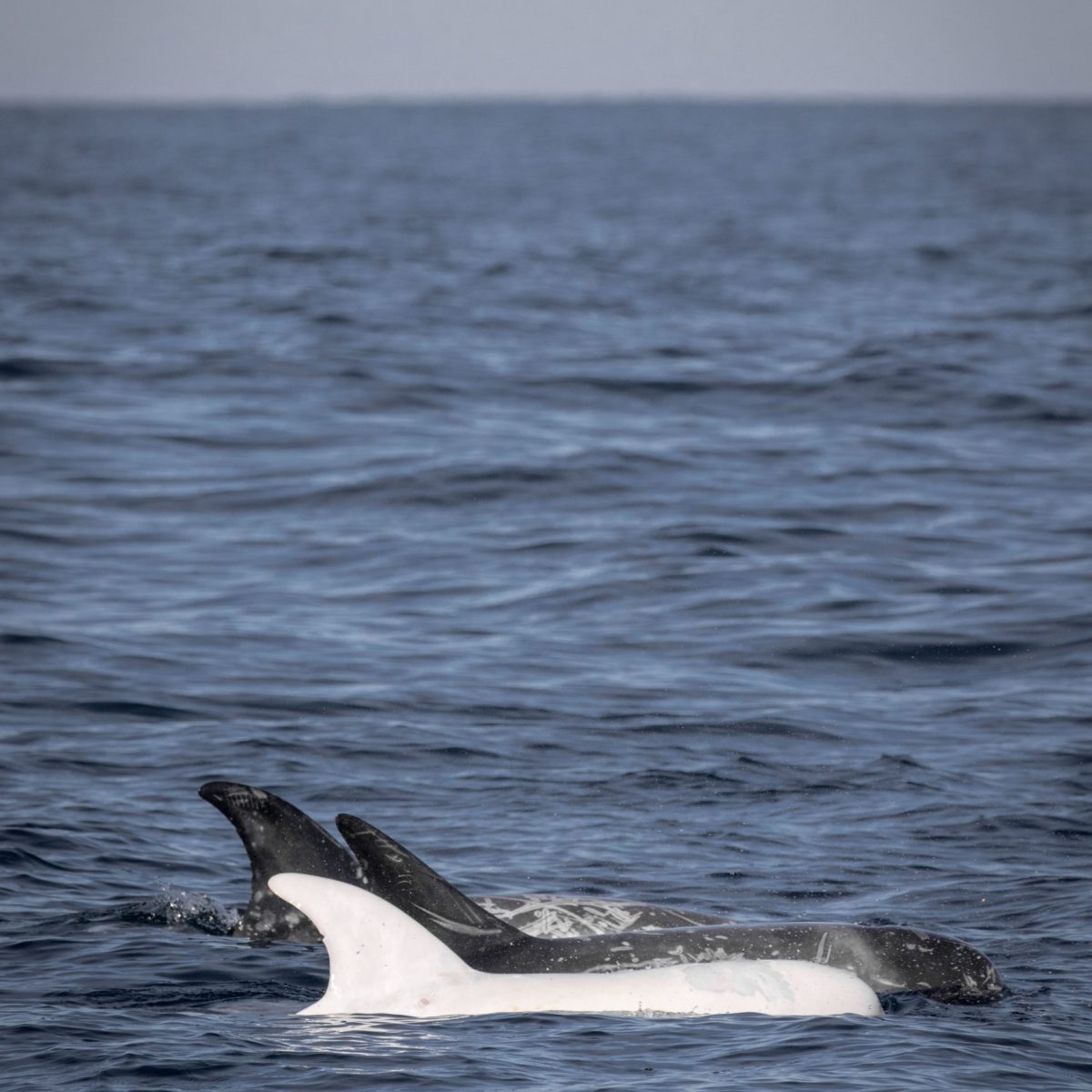 a bird swimming in water next to a body of water