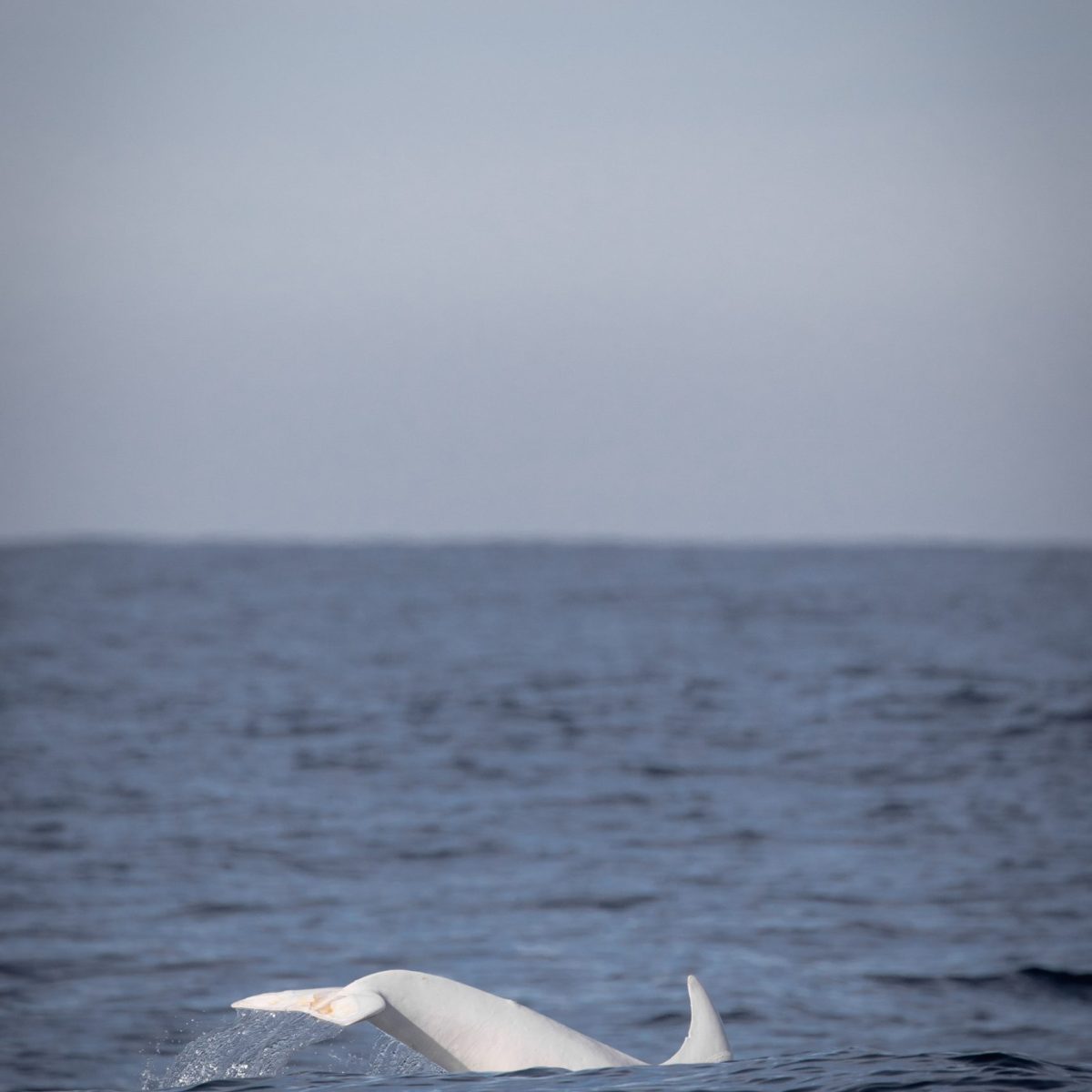a bird swimming in water next to the ocean