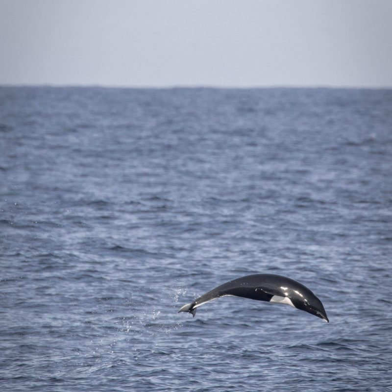 a bird flying over a body of water