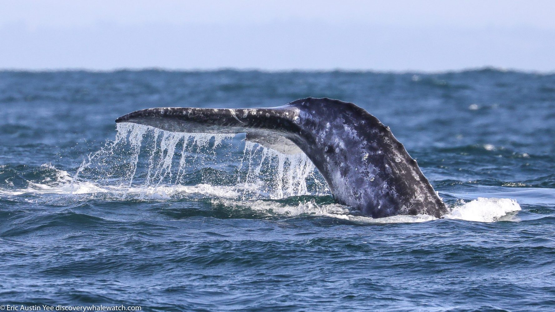 a whale jumping out of the water