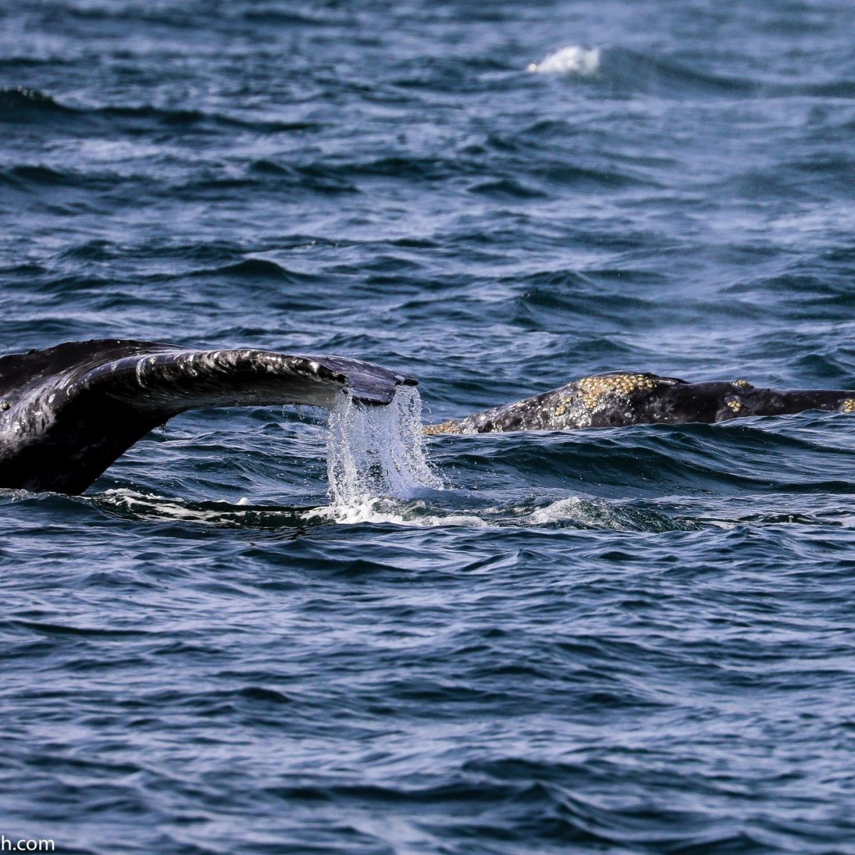 an animal swimming in the water