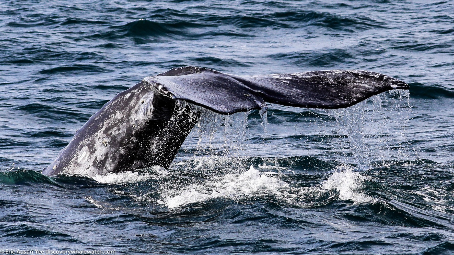 a whale jumping out of the water