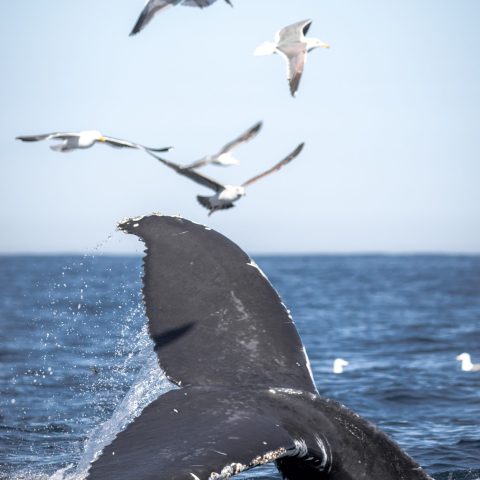 a flock of seagulls flying over a body of water