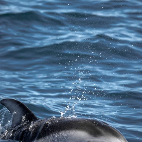 a dolphin swimming in a body of water