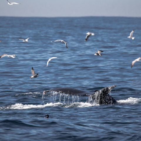 a flock of seagulls flying over a body of water