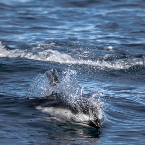an animal swimming in the water