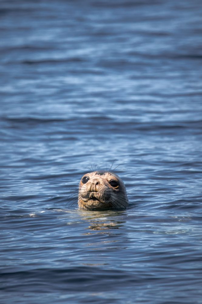 a brown bear swimming in a body of water