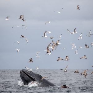 a flock of seagulls flying over a body of water