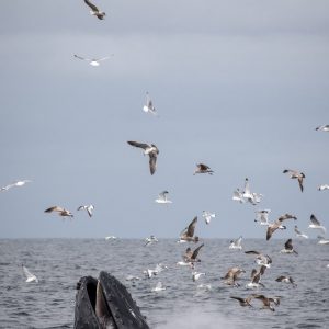 a flock of seagulls flying over a body of water