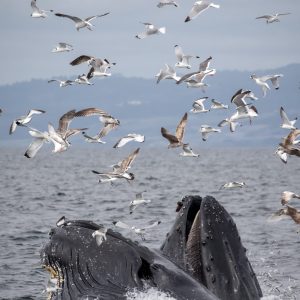 a flock of seagulls flying over a body of water