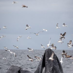 a flock of seagulls flying over a body of water