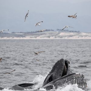 a flock of seagulls flying over a body of water