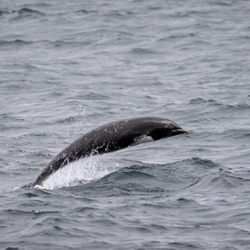 a whale swimming in the ocean