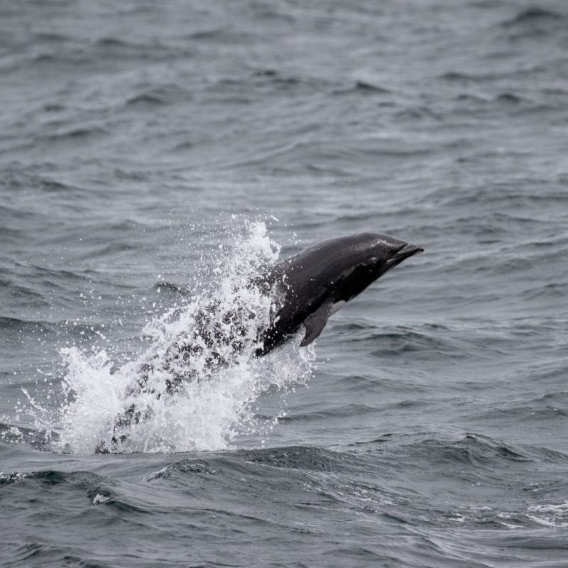 a whale jumping out of the water