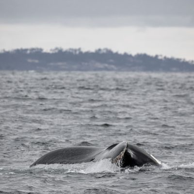 a whale jumping out of the water