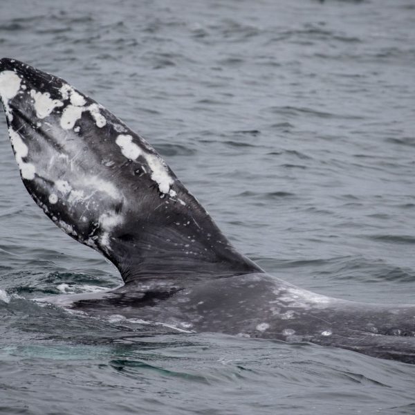 a whale jumping out of the water