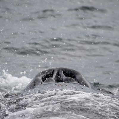 a person riding a wave on top of a body of water