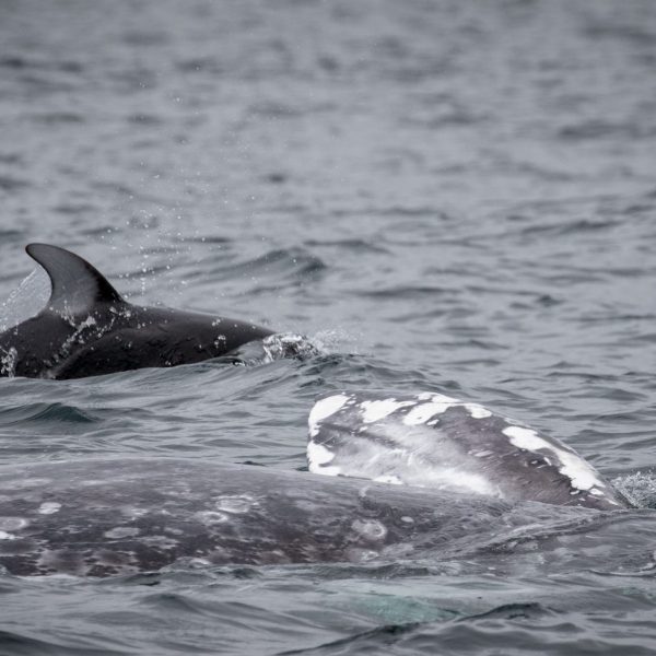 a bird flying over a body of water
